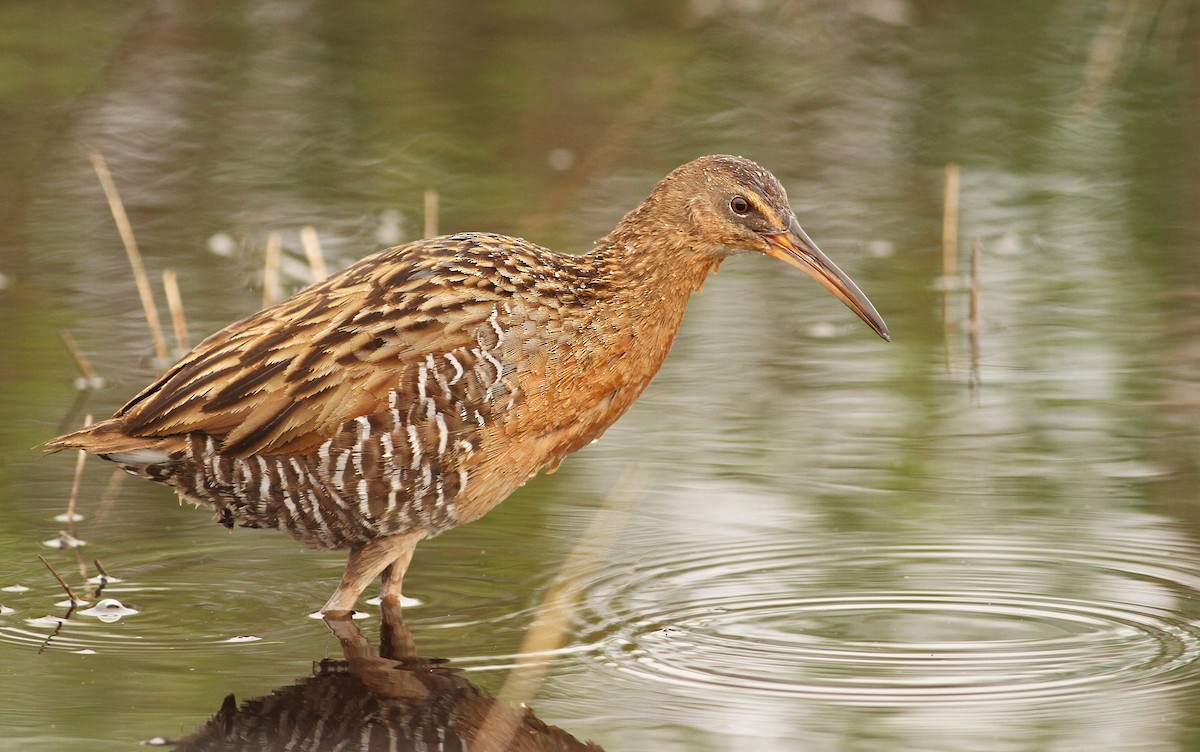 King Rail - Luke Seitz