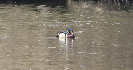 Wood Duck - ML558233531