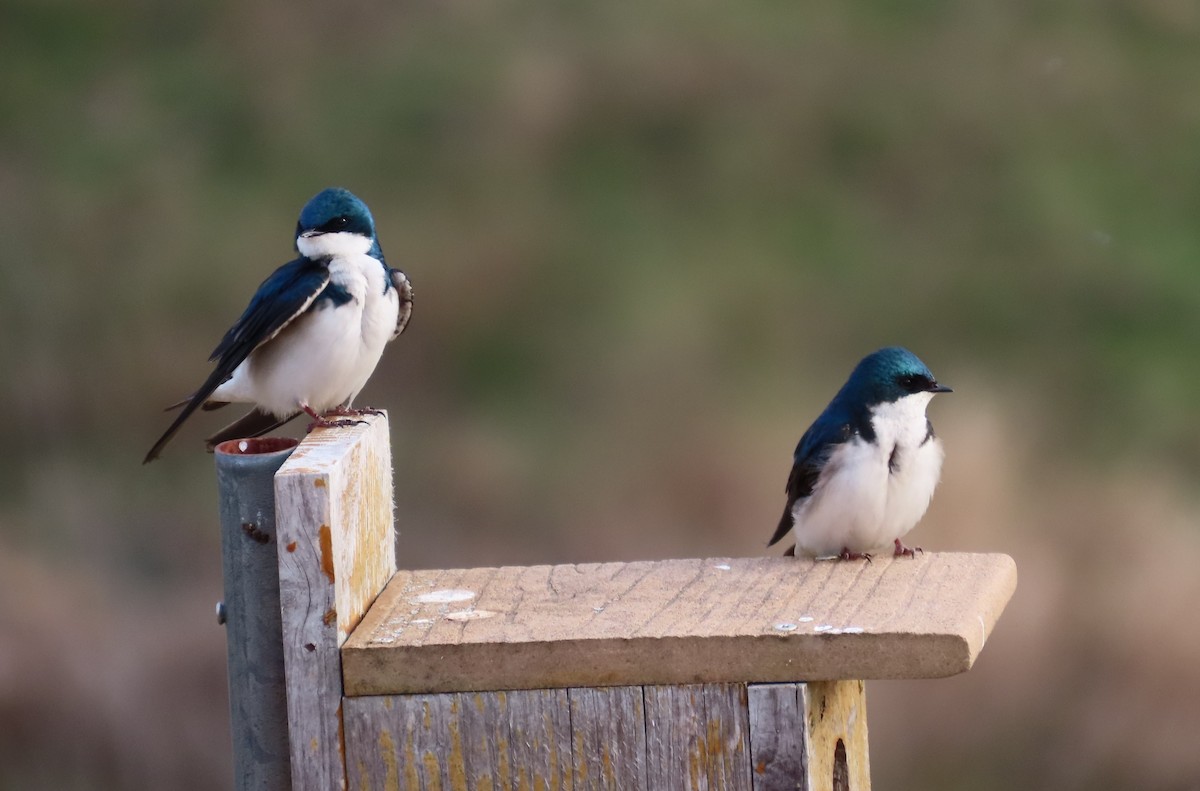 Tree Swallow - ML558234031