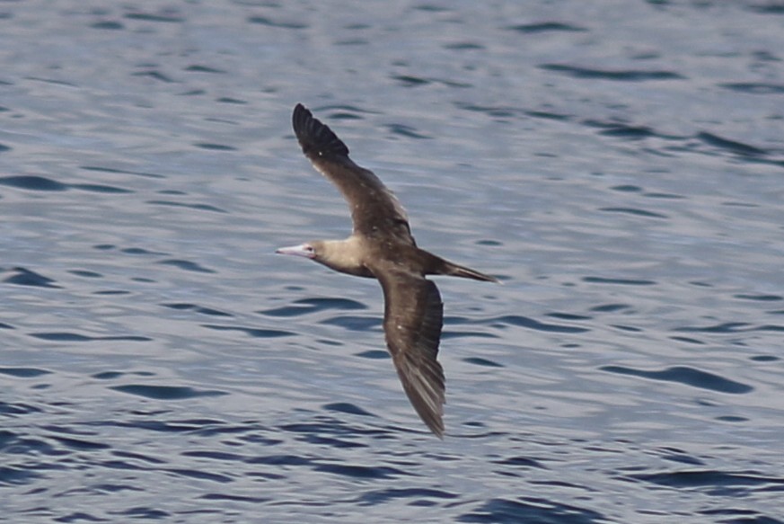 Fou à pieds rouges - ML558234441