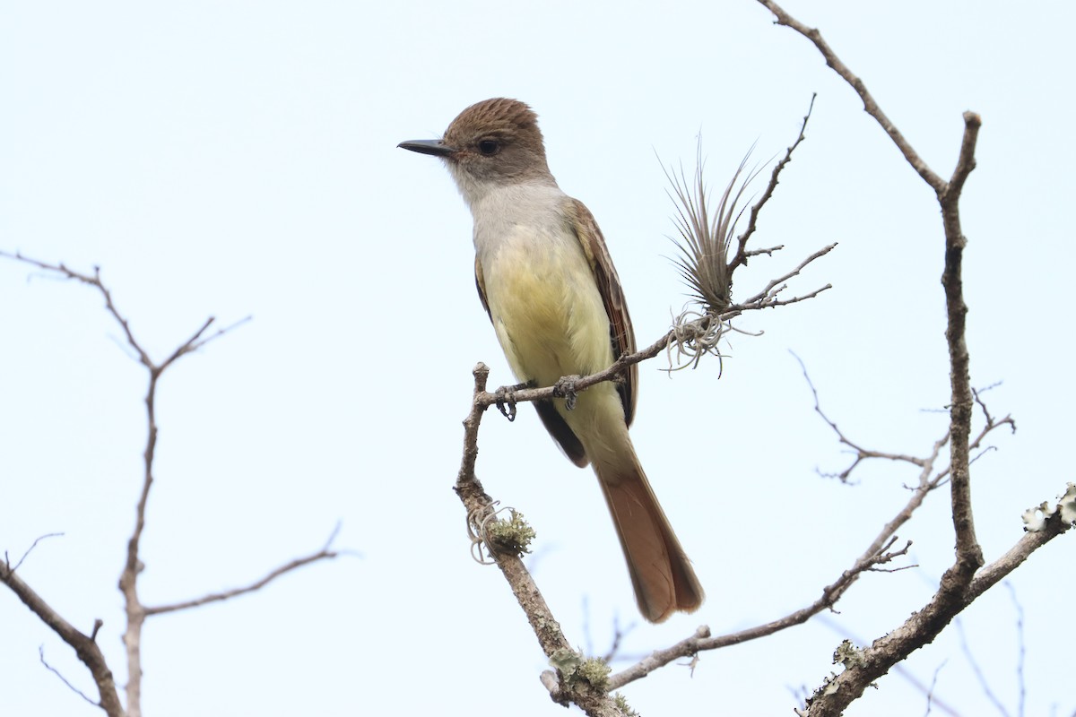 Nutting's Flycatcher - ML558234731