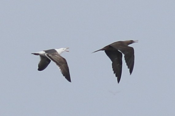 Fou à pieds rouges - ML558234801
