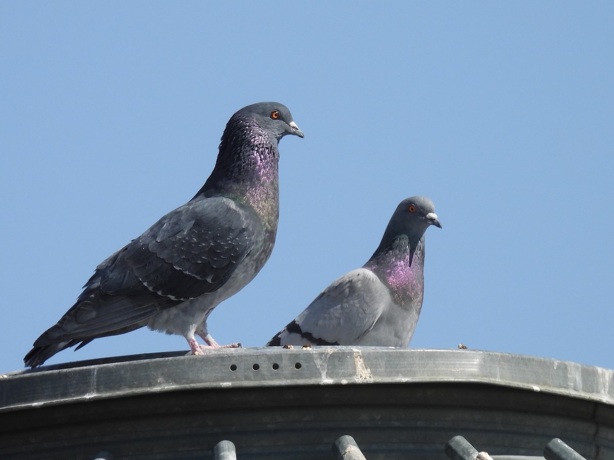 Rock Pigeon (Feral Pigeon) - ML558235941