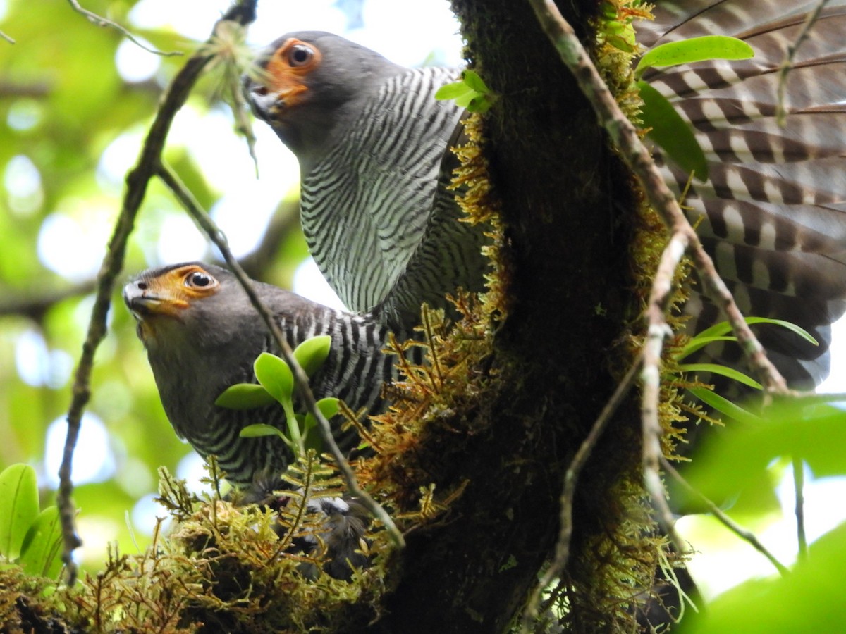 Barred Forest-Falcon - ML558236191