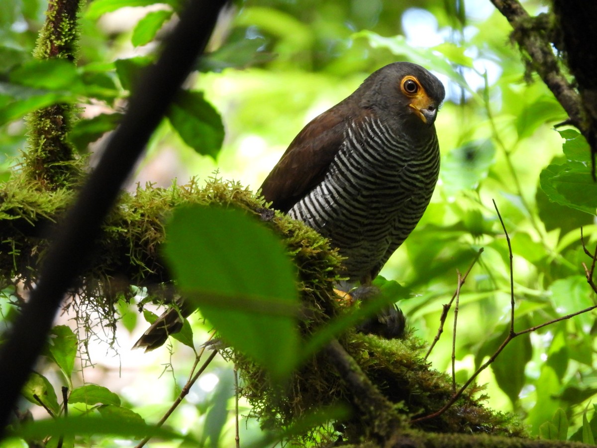 Barred Forest-Falcon - ML558236211