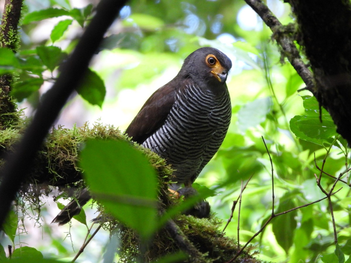 Barred Forest-Falcon - ML558236221