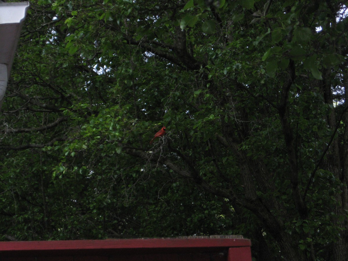 Northern Cardinal - ML558237171