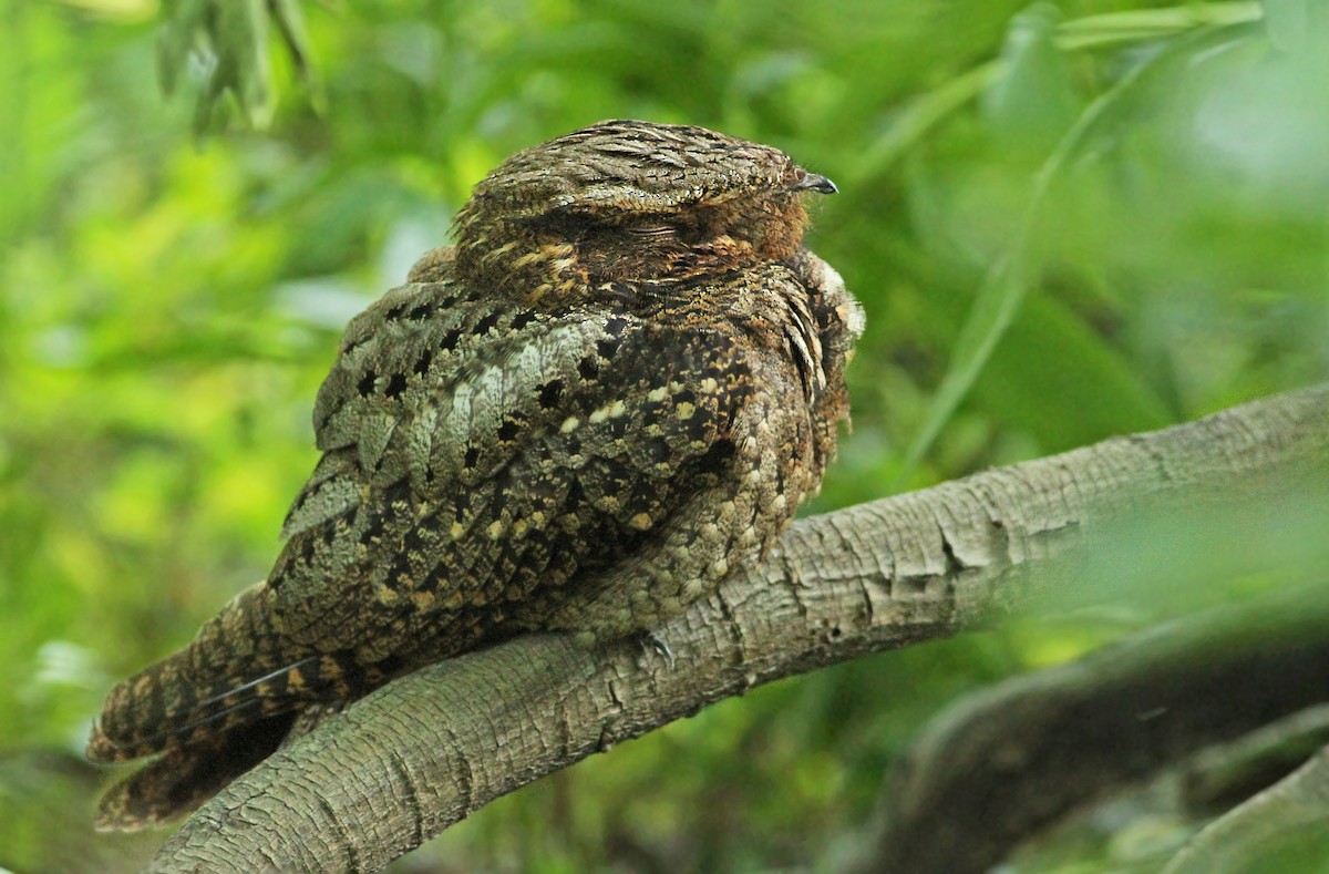 Chuck-will's-widow - Luke Seitz