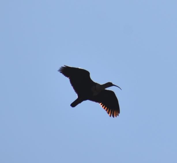 Black-faced Ibis - Felipe Undurraga