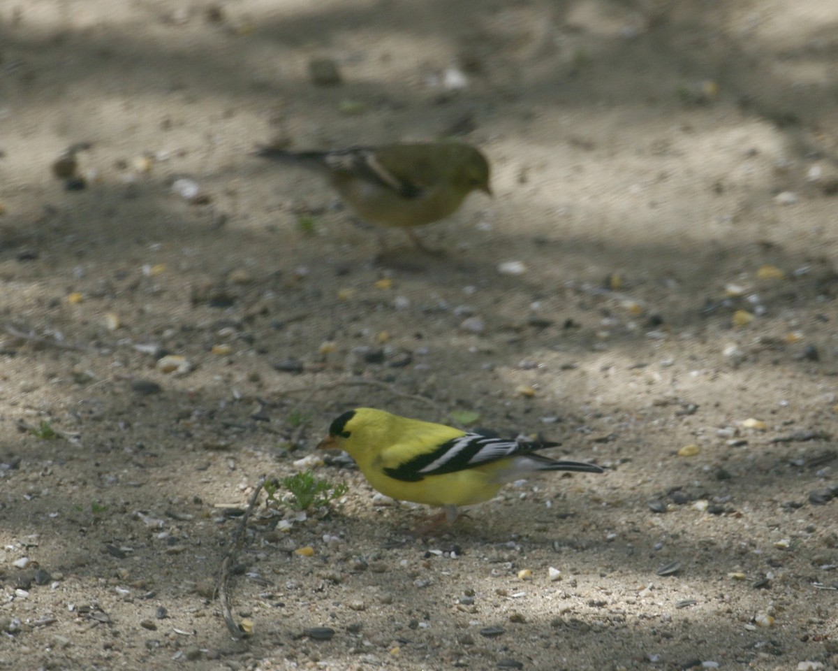 American Goldfinch - ML558239271