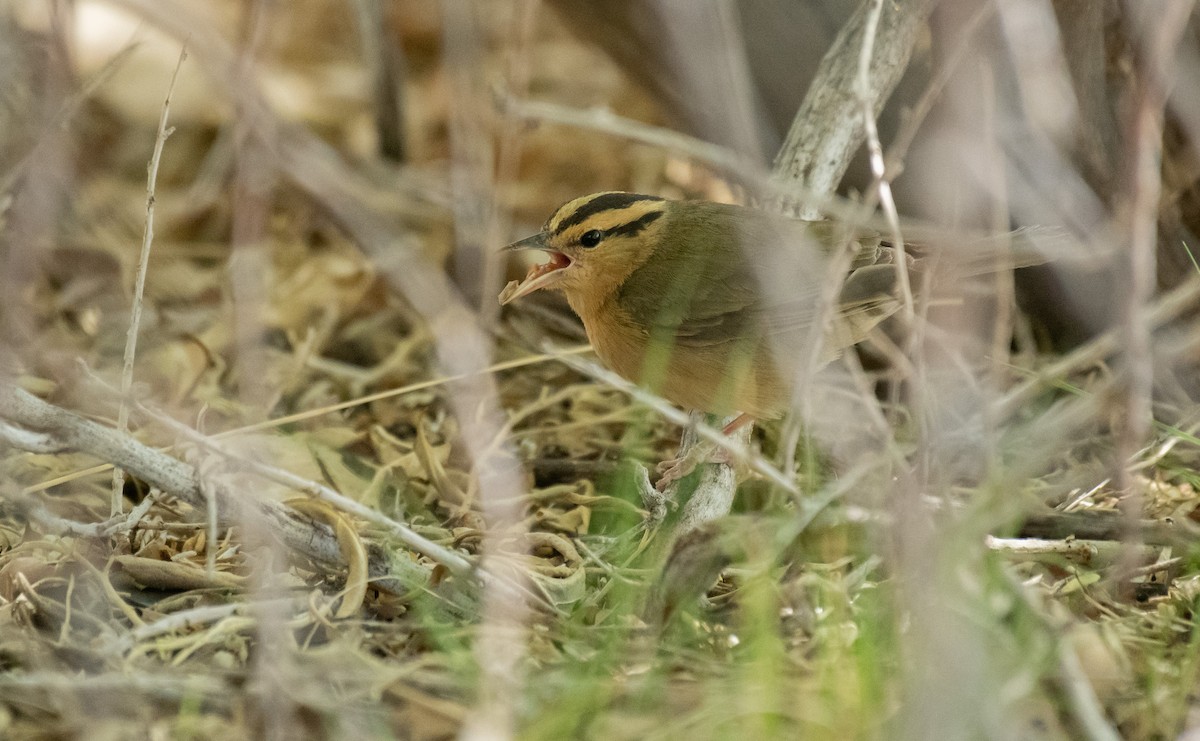 Worm-eating Warbler - Jack Parlapiano