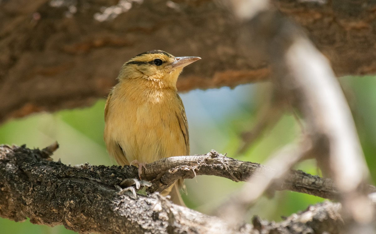 Worm-eating Warbler - Jack Parlapiano