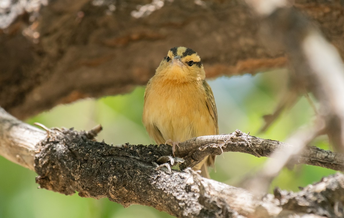 Worm-eating Warbler - Jack Parlapiano