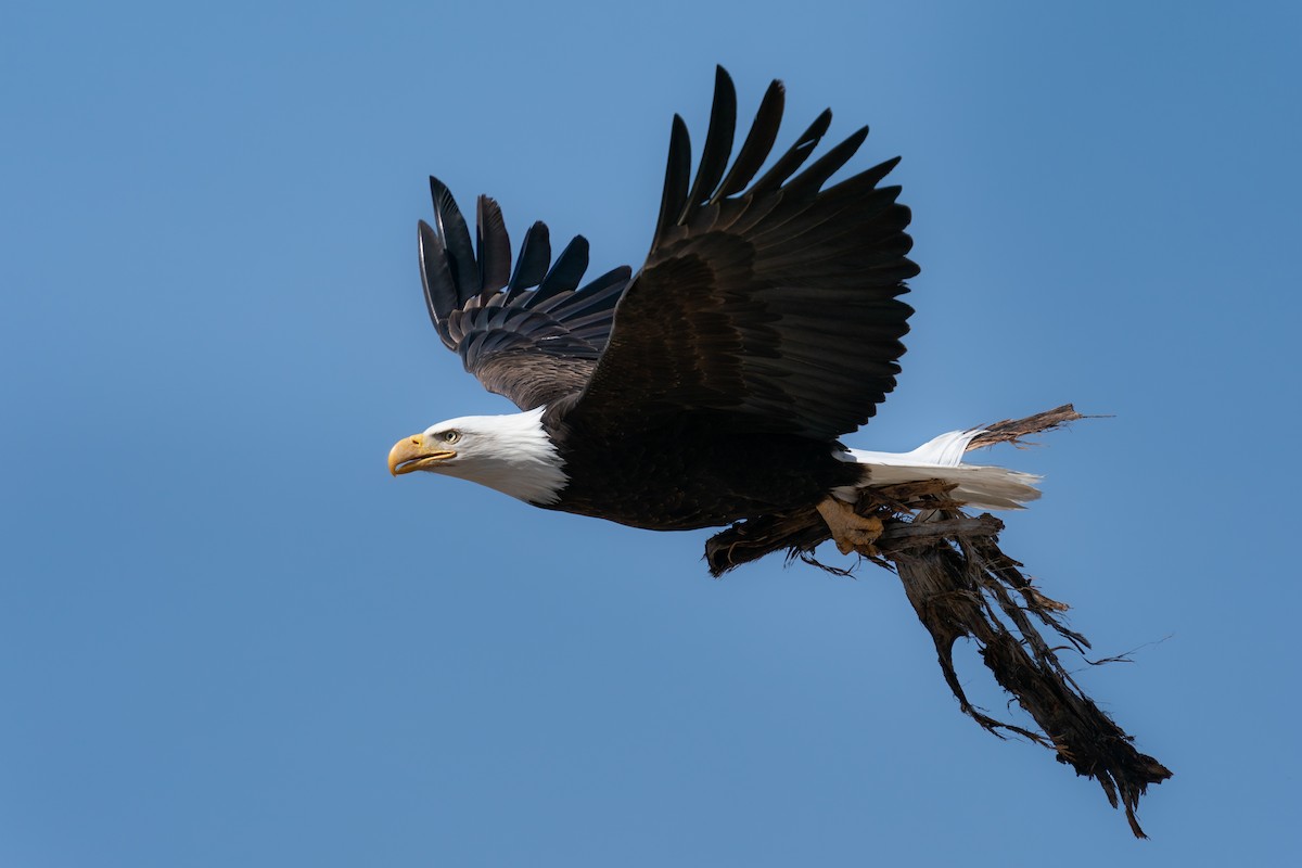 Weißkopf-Seeadler - ML558240041