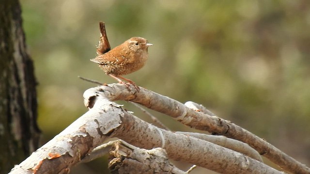 Winter Wren - ML558240871