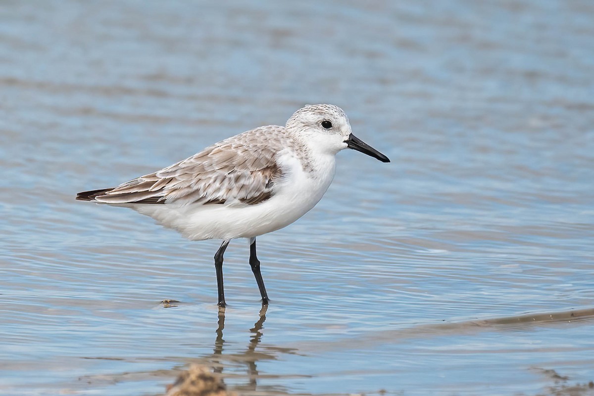 Sanderling - ML558241291