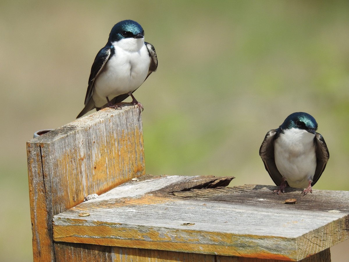 Tree Swallow - ML558241441