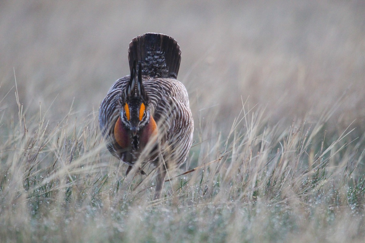 Greater Prairie-Chicken - ML558241831