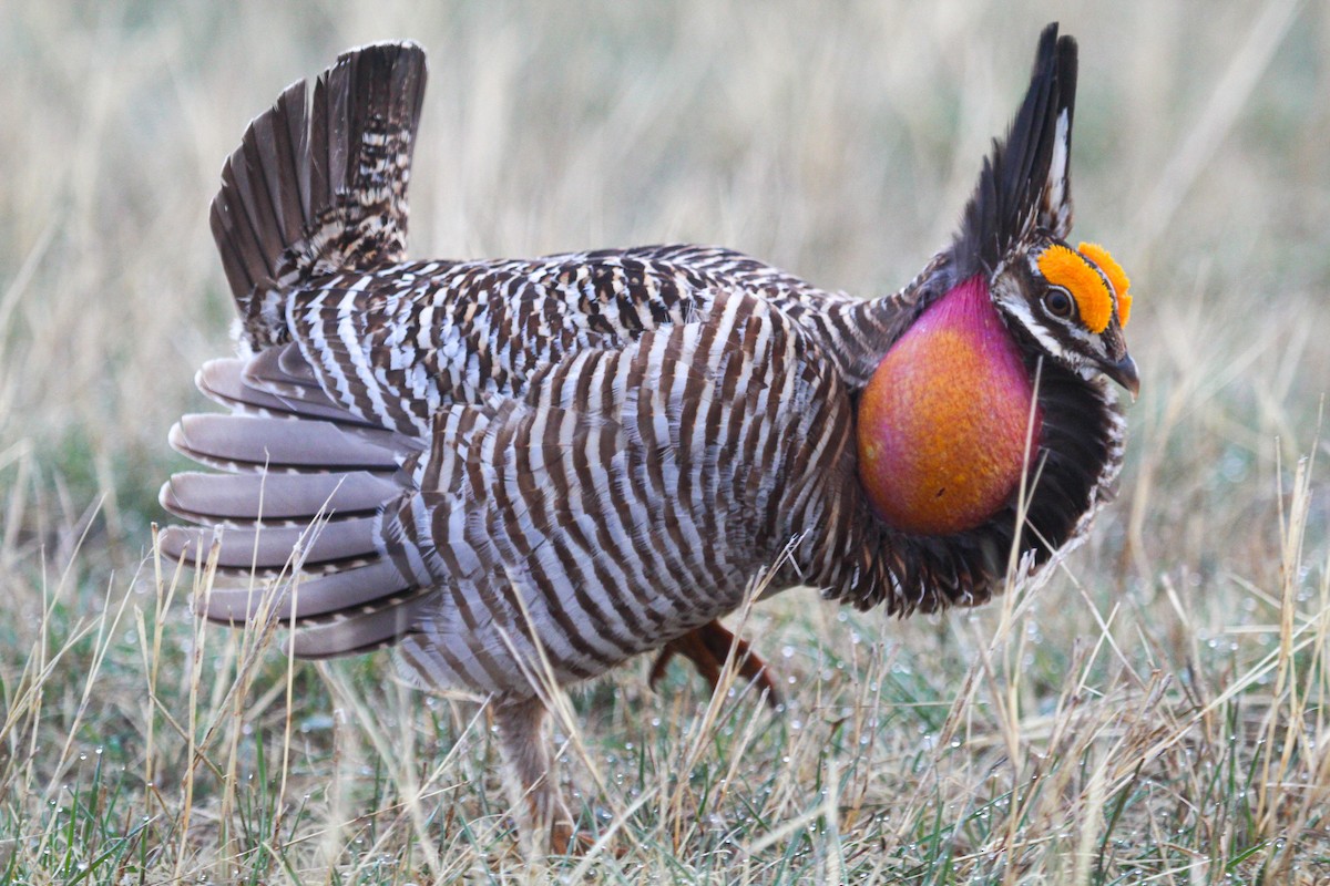 Greater Prairie-Chicken - ML558241841