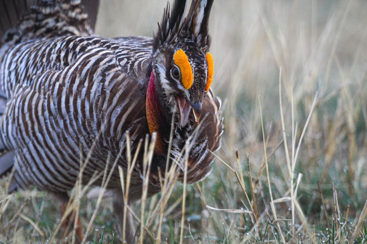 Greater Prairie-Chicken - ML558241851