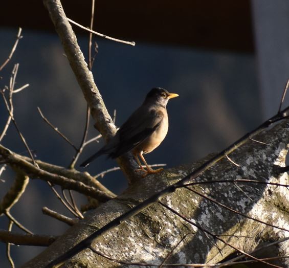 Austral Thrush - Felipe Undurraga