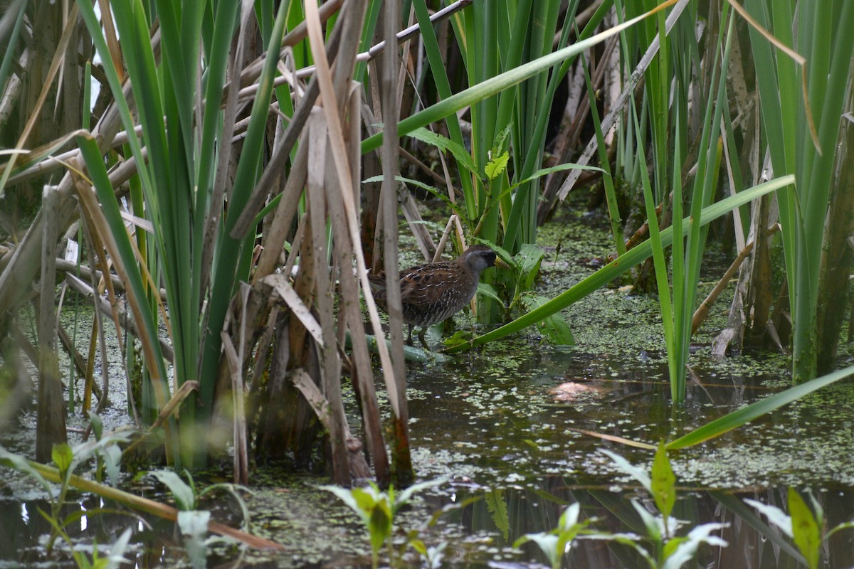 Polluela Sora - ML558243151