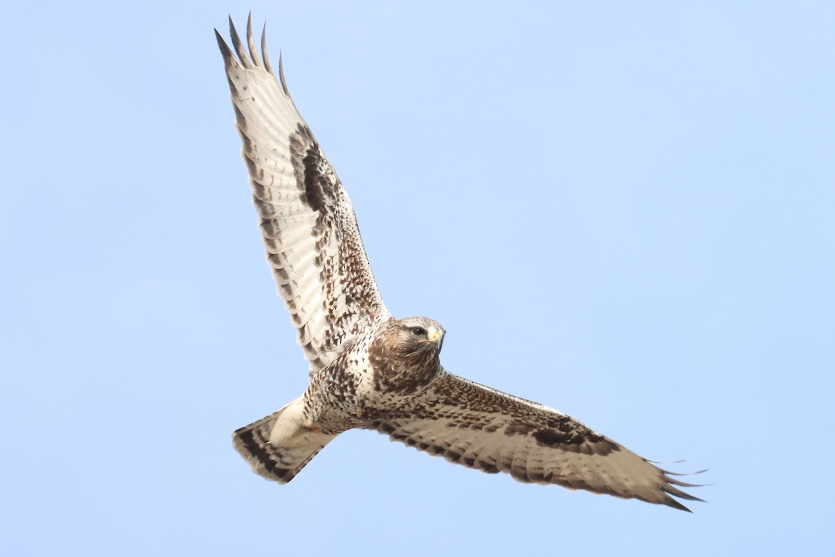 Rough-legged Hawk - Jess Cosentino