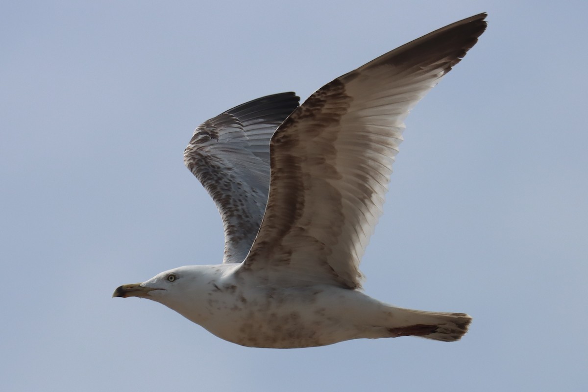 Ring-billed Gull - ML558244951