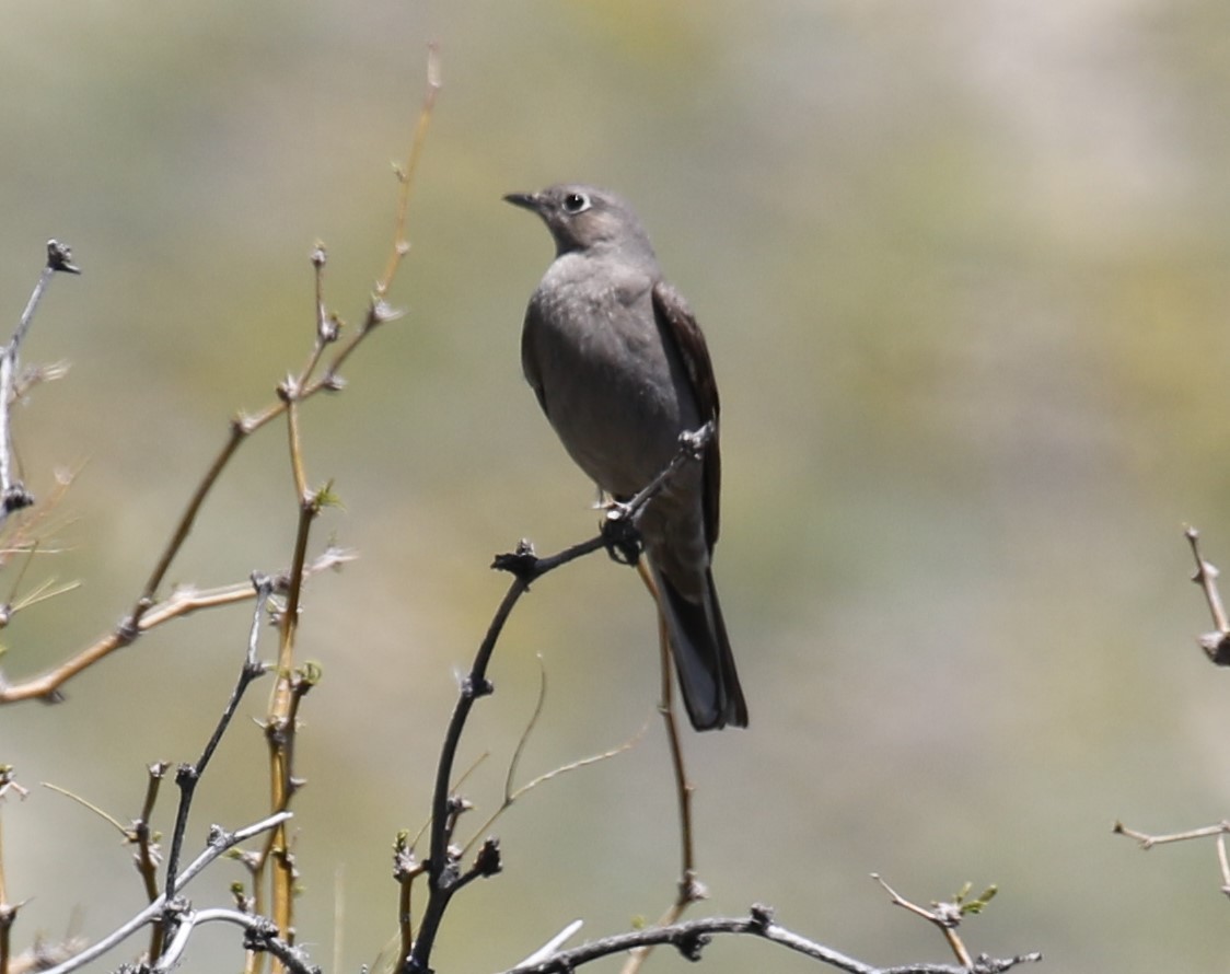 Townsend's Solitaire - ML558245161