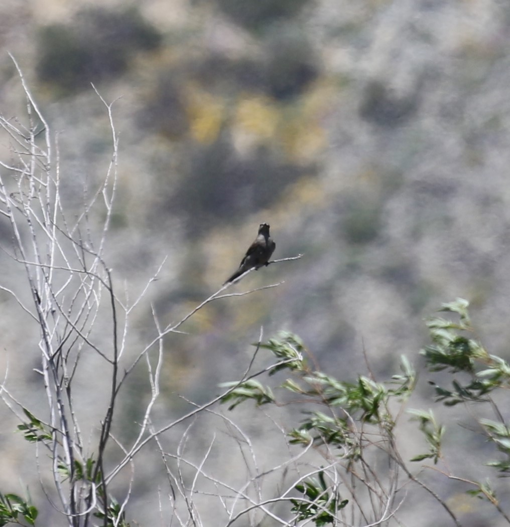 Townsend's Solitaire - ML558245301