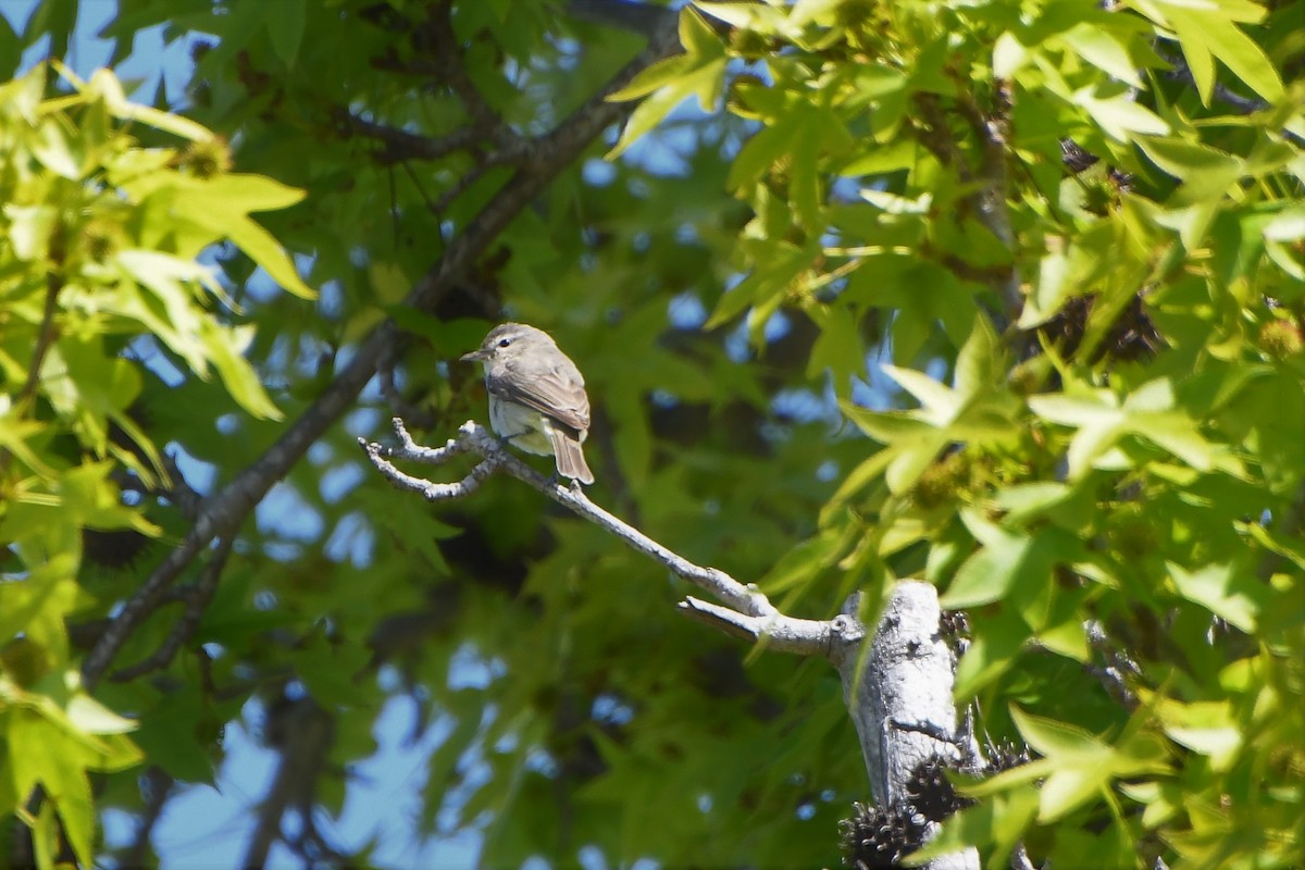 Warbling Vireo - Mohan Shenoy