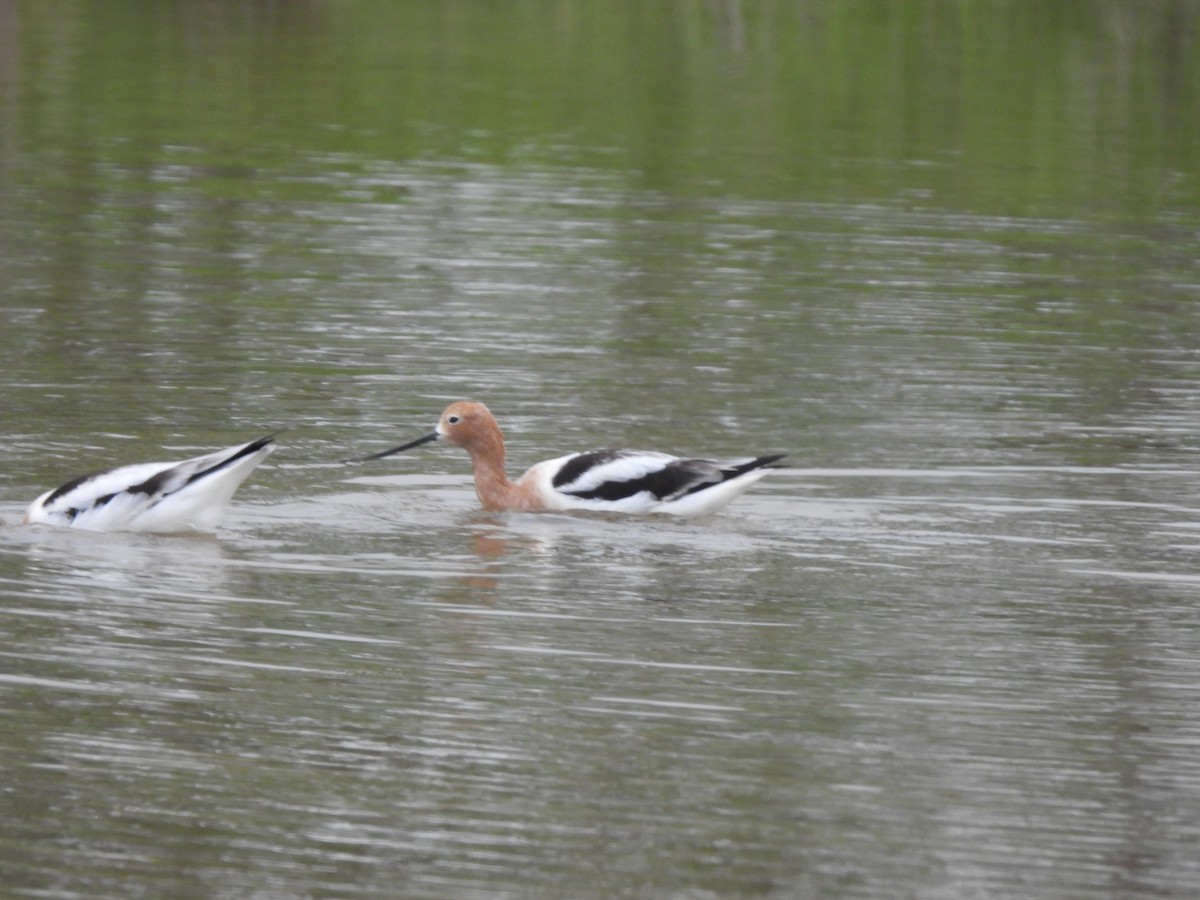 Avocette d'Amérique - ML558247181