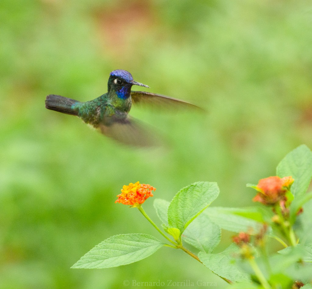 Violet-headed Hummingbird - ML558248751