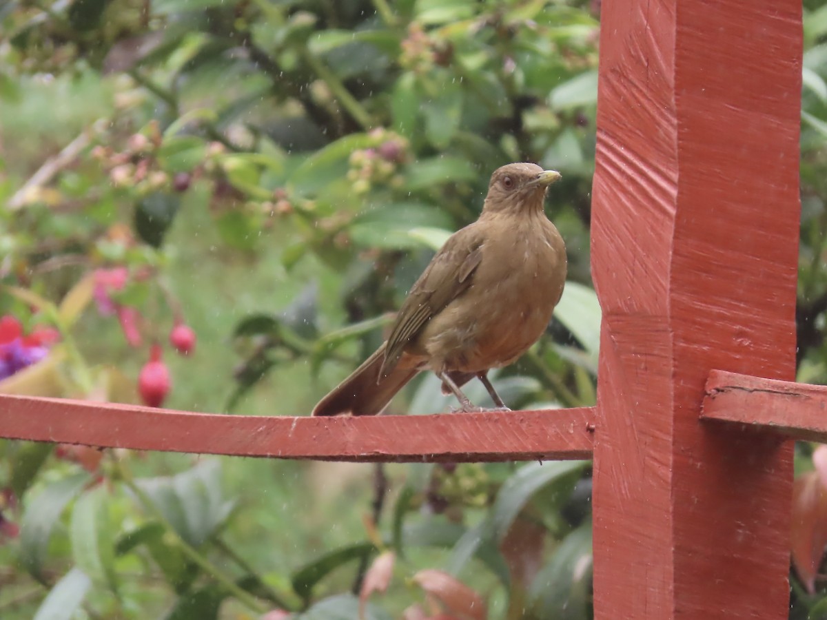 Clay-colored Thrush - ML558248911