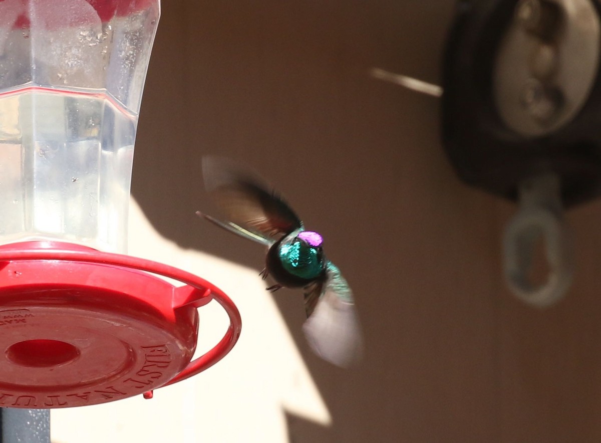 Rivoli's Hummingbird - ML558249841