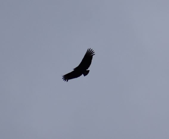 Black Vulture - ML558250111
