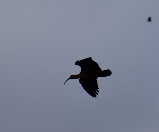 Black-faced Ibis - ML558250131