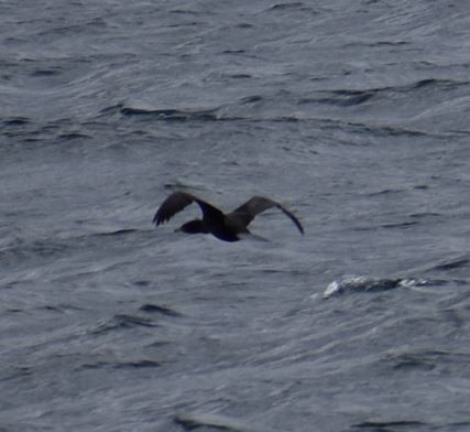 Neotropic Cormorant - ML558250171