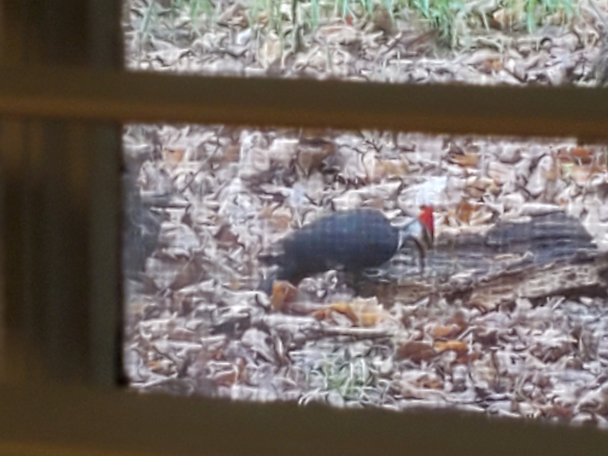 Pileated Woodpecker - ML558250611