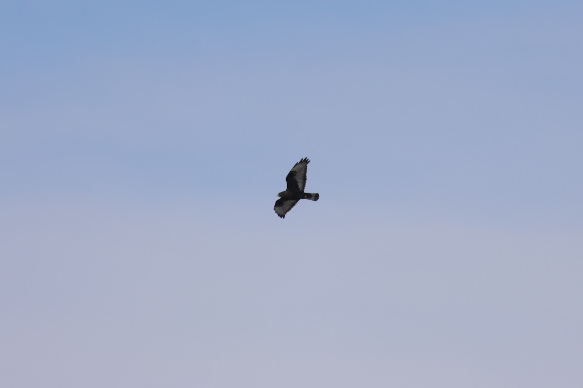 Rough-legged Hawk - Mitchell Lemmer