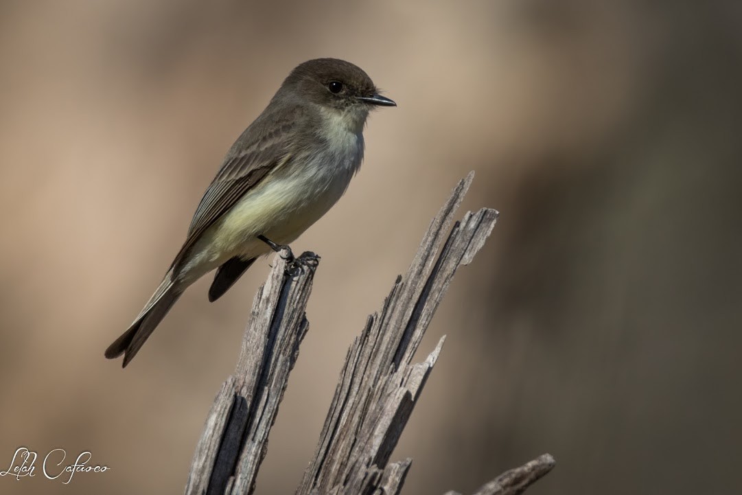 Eastern Phoebe - Lelah Cafuoco