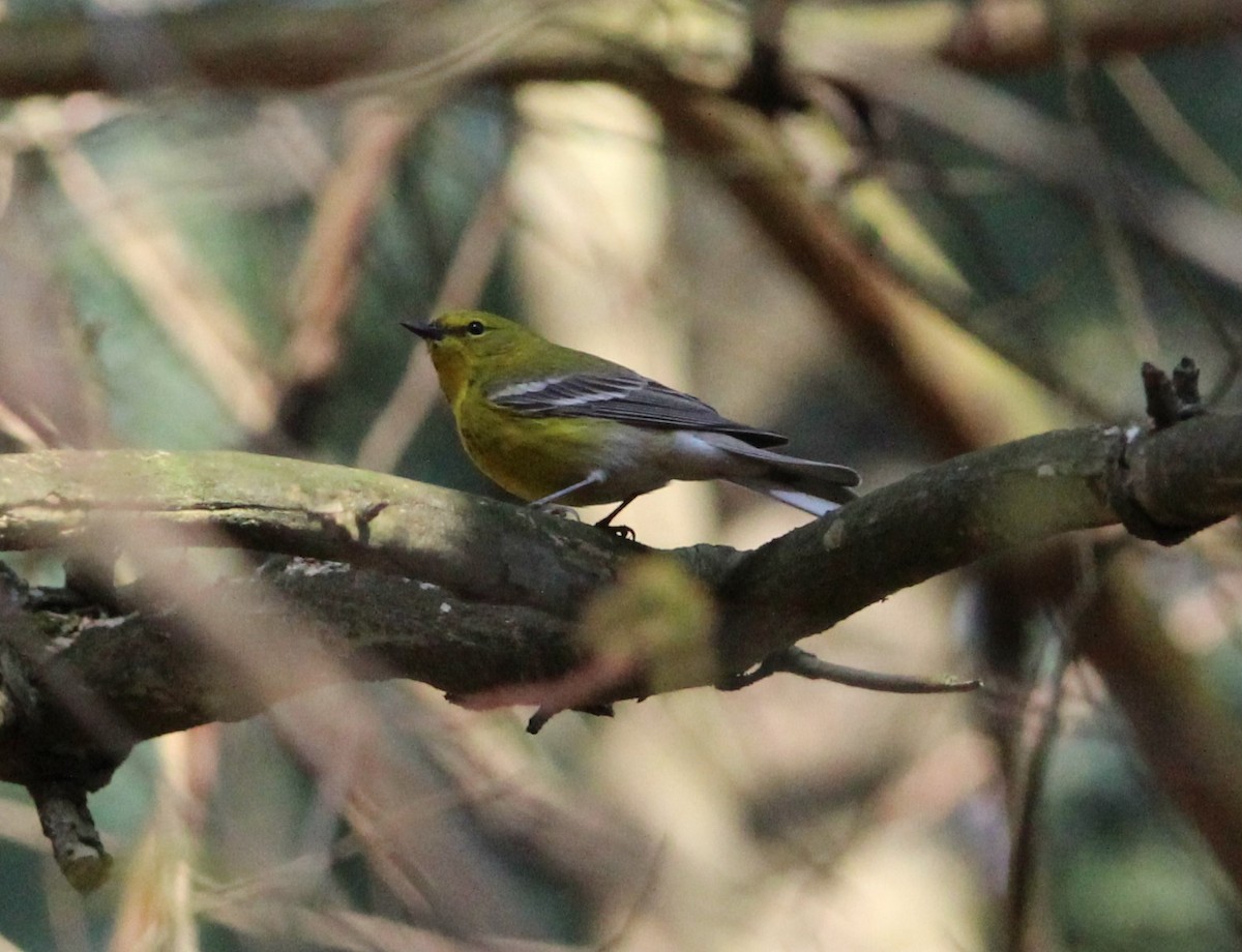 Pine Warbler - ML558252321