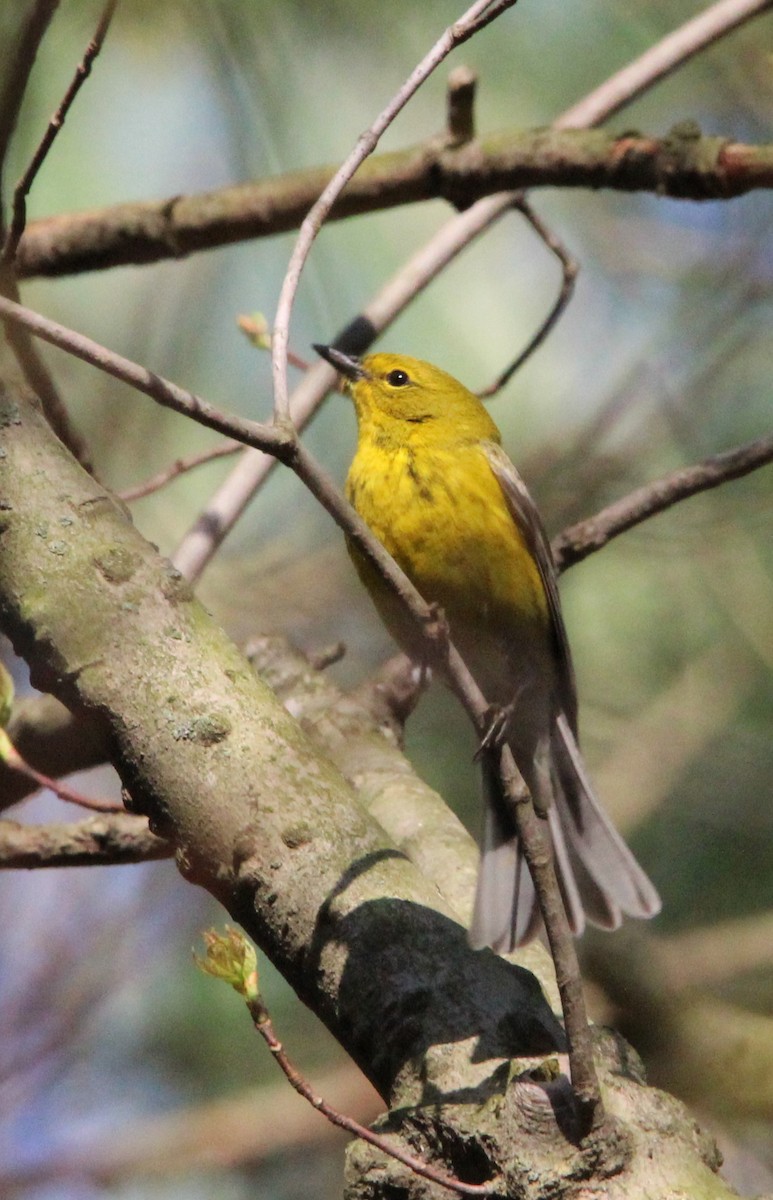 Pine Warbler - ML558252331