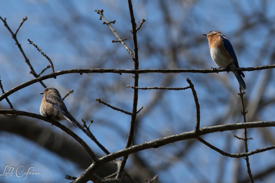 Eastern Bluebird - Lelah Cafuoco