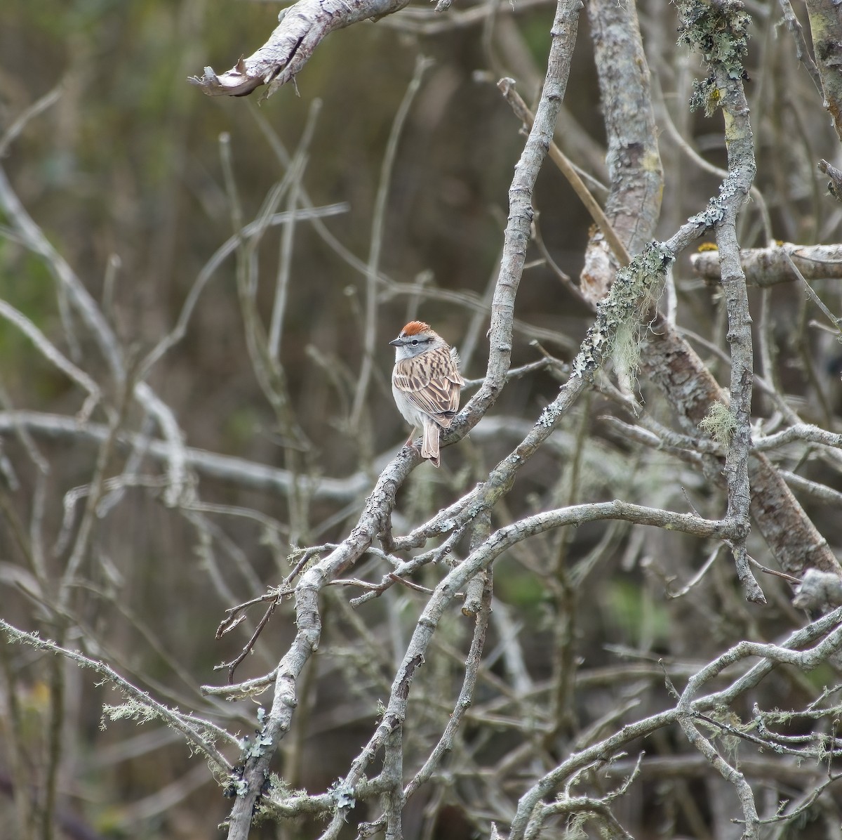 Chipping Sparrow - david hargreaves