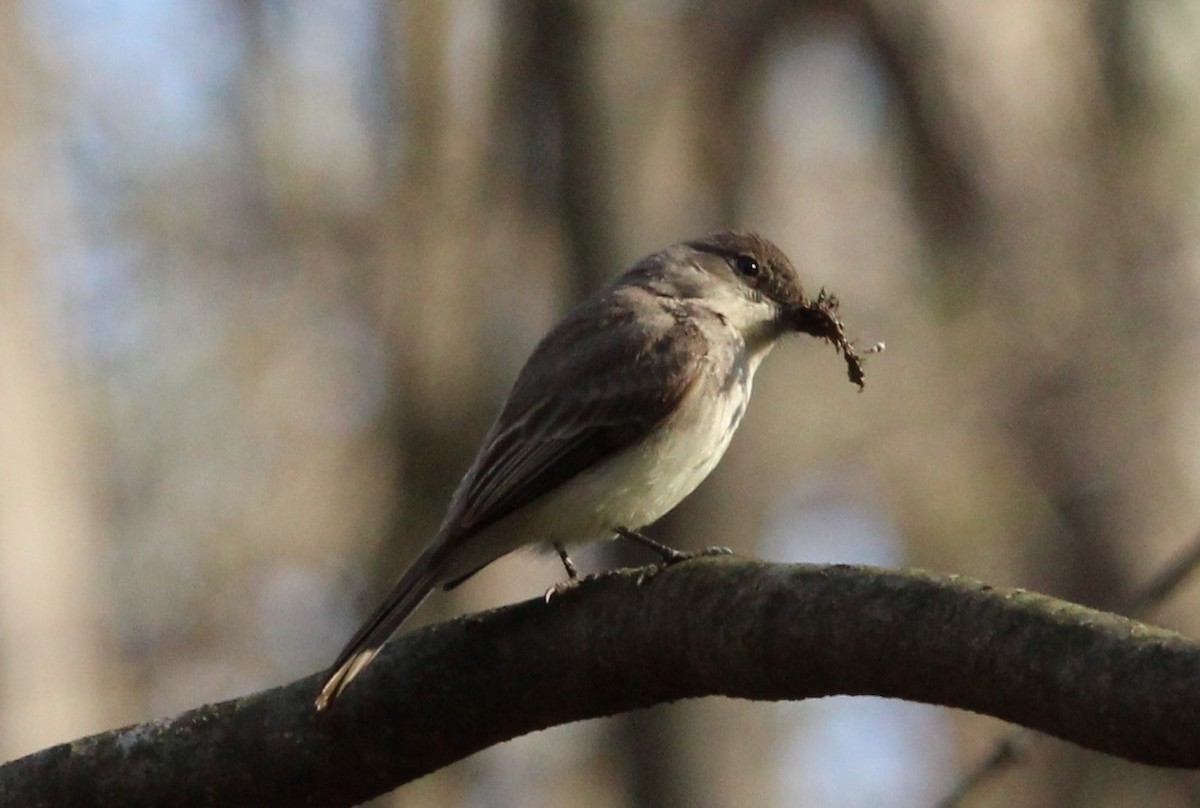 Eastern Phoebe - ML558253731