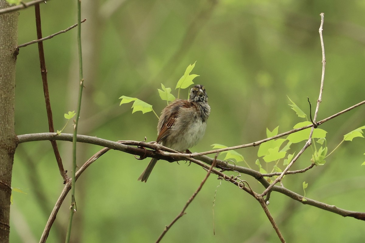 White-throated Sparrow - Daniel Obrzut