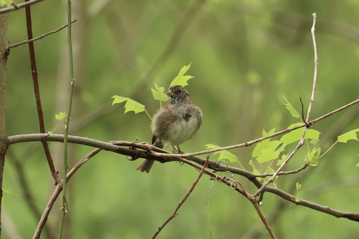 White-throated Sparrow - Daniel Obrzut