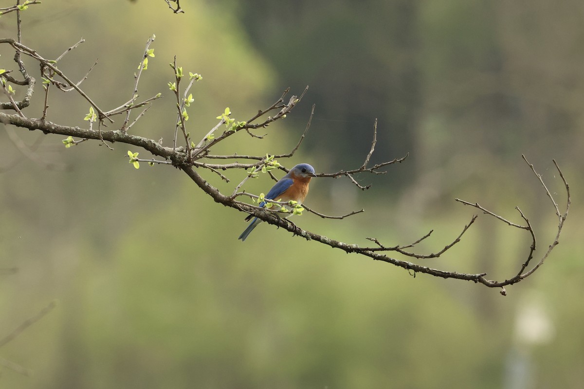 Eastern Bluebird - Daniel Obrzut