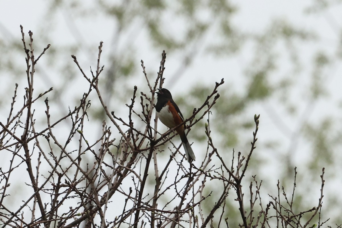 Eastern Towhee - Daniel Obrzut